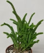 Красула (Crassula muscosa var. pseudolycopodiodes)