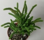 Красула (Crassula muscosa var. pseudolycopodiodes)