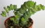 Красула (Crassula nealiana, Crassula marnieriana)