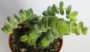 Красула (Crassula nealiana, Crassula marnieriana)