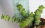 Красула (Crassula nealiana, Crassula marnieriana)