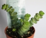Красула (Crassula nealiana, Crassula marnieriana)