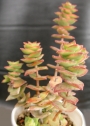 Красула (Crassula perforata variegated)
