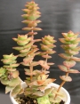 Красула (Crassula perforata variegated)