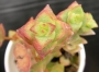 Красула (Crassula perforata variegated)