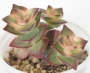 Красула (Crassula perforata variegated)