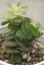 Красула (Crassula perforata variegated)
