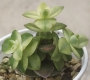 Красула (Crassula perforata variegated)