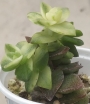 Красула (Crassula perforata variegated)