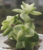 Красула (Crassula perforata variegated)