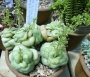 Красула (Crassula pseudohemisphaerica)
