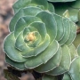 Красула (Crassula pseudohemisphaerica)
