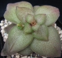 Красула (Crassula pseudohemisphaerica)