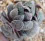 Красула (Crassula pseudohemisphaerica)