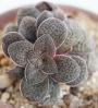 Красула (Crassula pseudohemisphaerica)