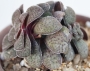 Красула (Crassula pseudohemisphaerica)