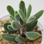 Красула (Crassula rogersii)