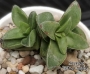 Красула (Crassula Springtime)
