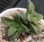 Красула (Crassula Springtime)