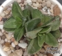 Красула (Crassula Springtime)