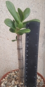 Красула, дървото на живота (Crassula ovata)