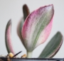 Красула овата вариегата (Crassula ovata variegata)