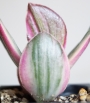 Красула овата вариегата (Crassula ovata variegata)