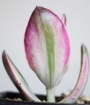 Красула овата вариегата (Crassula ovata variegata)