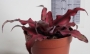 Криптантус (Cryptanthus)