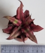 Криптантус (Cryptanthus)