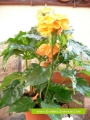 Кросандра (Crossandra)
