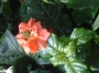 Кросандра (Crossandra)