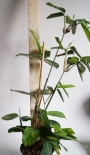 Ктенанте (Ctenanthe)