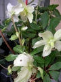 Кукуряк бял, Хелеборус (Helleborus)