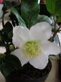 Кукуряк бял, Хелеборус (Helleborus)