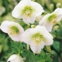 Кукуряк бял, Хелеборус (Helleborus)