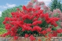 Лагерстремия, Индийски люляк, червен (Lagerstroemia indica Red Imperator)