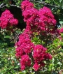 Лагерстремия, Индийски люляк, червен (Lagerstroemia indica Red Imperator)