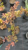 Лагерстремия, Индийски люляк, червен (Lagerstroemia indica Red Imperator)