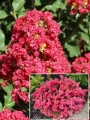 Лагерстремия, Индийски люляк (Lagerstroemia indica Houston)