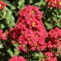 Лагерстремия, Индийски люляк (Lagerstroemia indica Houston)