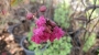 Лагерстремия, Индийски люляк (Lagerstroemia indica Rosea Nova)