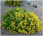 Лантана, жълта (Lantana)