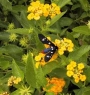 Лантана, жълта (Lantana)