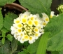 Лантана, бяла (Lantana)