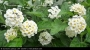 Лантана, бяла (Lantana)
