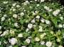 Лантана, бяла (Lantana)