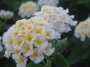 Лантана, бяла (Lantana)