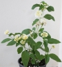Лантана, бяла (Lantana)