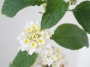 Лантана, бяла (Lantana)
